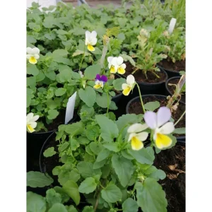 Viola tricolor Pianta biologica