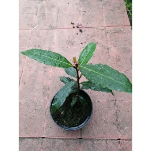 Alloro – LAURUS nobilis