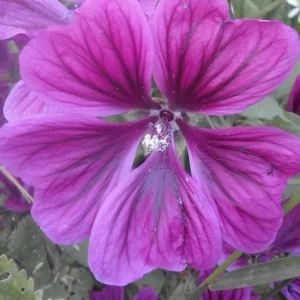 Malva silvestris v. mauritiana Pianta biologica