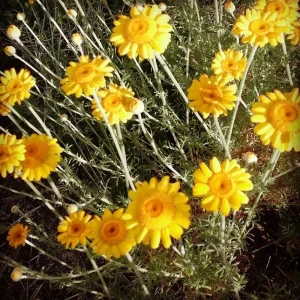 Anthemis tinctoria – Camomilla dei tintori Pianta biologica