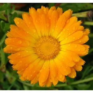 Calendula Officinalis Pianta biologica