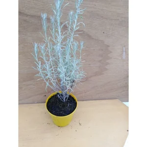 Helichrysum italicum biologico- Elicriso