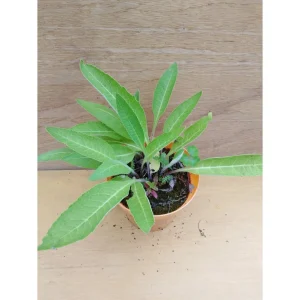Inula helenium – Enula campana Pianta biologica