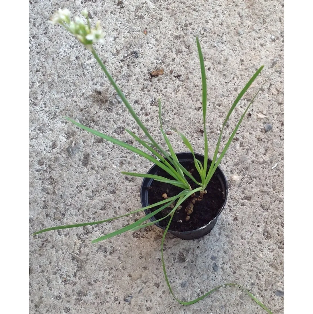 Allium Tuberosum biologico – Erba aglina – Aglio cinese lo - immagine 2
