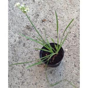 ALLIUM ALTAICUM – aglio dell’Altai