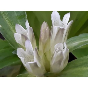 gentiana tibetica  – come genziana lutea più facile da coltivare