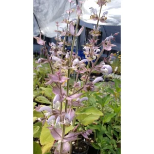 Salvia sclarea biologica – Erba moscatella