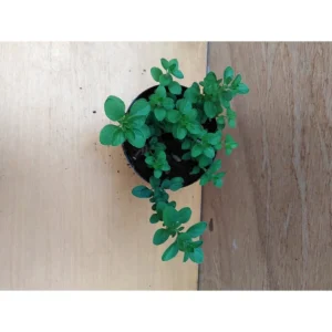 Origano siciliano – Origanum onites