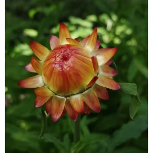 Helichrysum Bracetatum – Fiore di carta