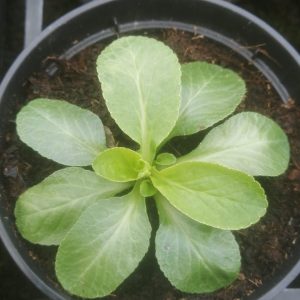 LOBELIA SIPHILITICA – Lobelia blu