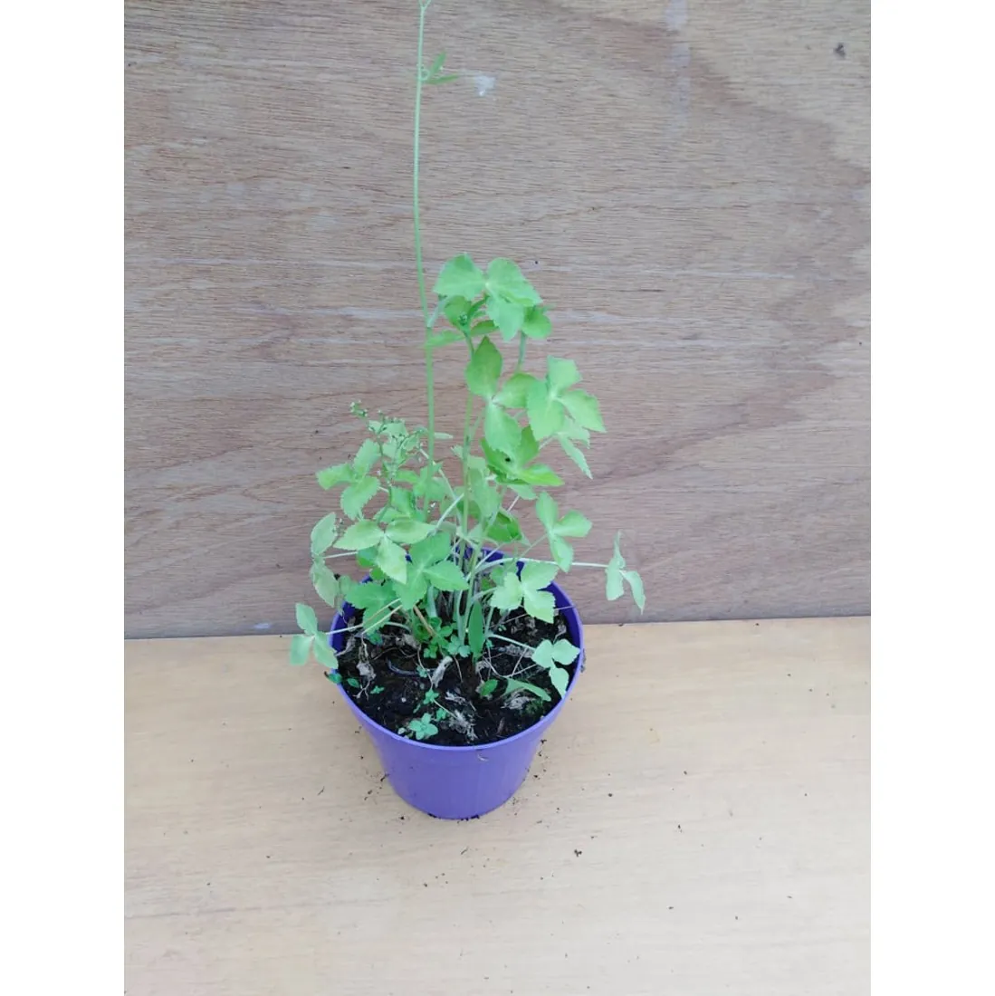 Cryptotaema japonica – Prezzemolo giapponese – Mitsu ba Pianta biologica