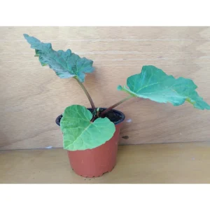 Rheum officinale – Rabarbaro medicinale Pianta biologica