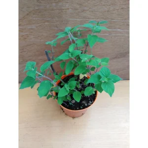 Salvia mandarino – Salvia elegans tanjara Pianta biologica