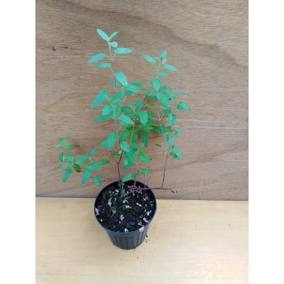Salvia ribes – Salvia MICROPHYLLA Pianta biologica - immagine 2