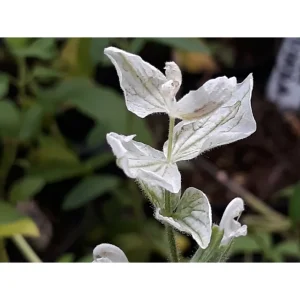 Salvia officinalis extracta – Salvia extracta