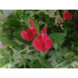 Salvia ribes – Salvia MICROPHYLLA Pianta biologica