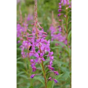 Epilobium Angustifolium – Epilobio, Garofanino di bosco Pianta biologica