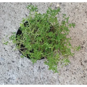 Timo – Thymus vulgaris Pianta biologica