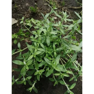 Timo alla rose – Thymus sp. Pianta biologica