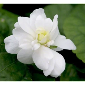 Violetta di Parma bianca – Viola suavis Come de Brazza