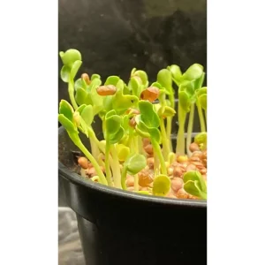 Ravanello Daikon