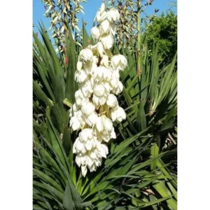 Yucca filamentosa – ornamentale