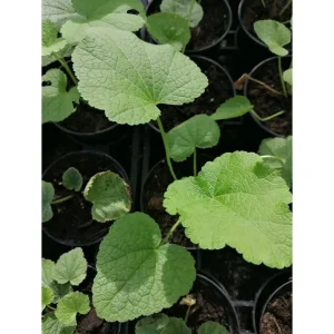 Malvarosa – Althaea rosea – althea rosea Pianta biologica