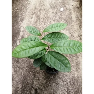 Camellia sinensis – Pianta del tè