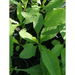 Cirsium oleraceum – Cavolo cardo Pianta biologica