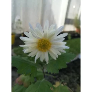 Crisantemo morifolium – Ju Hua crisantemo da tè cinese Pianta biologica