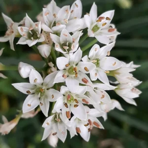 Allium Tuberosum biologico – Erba aglina – Aglio cinese lo