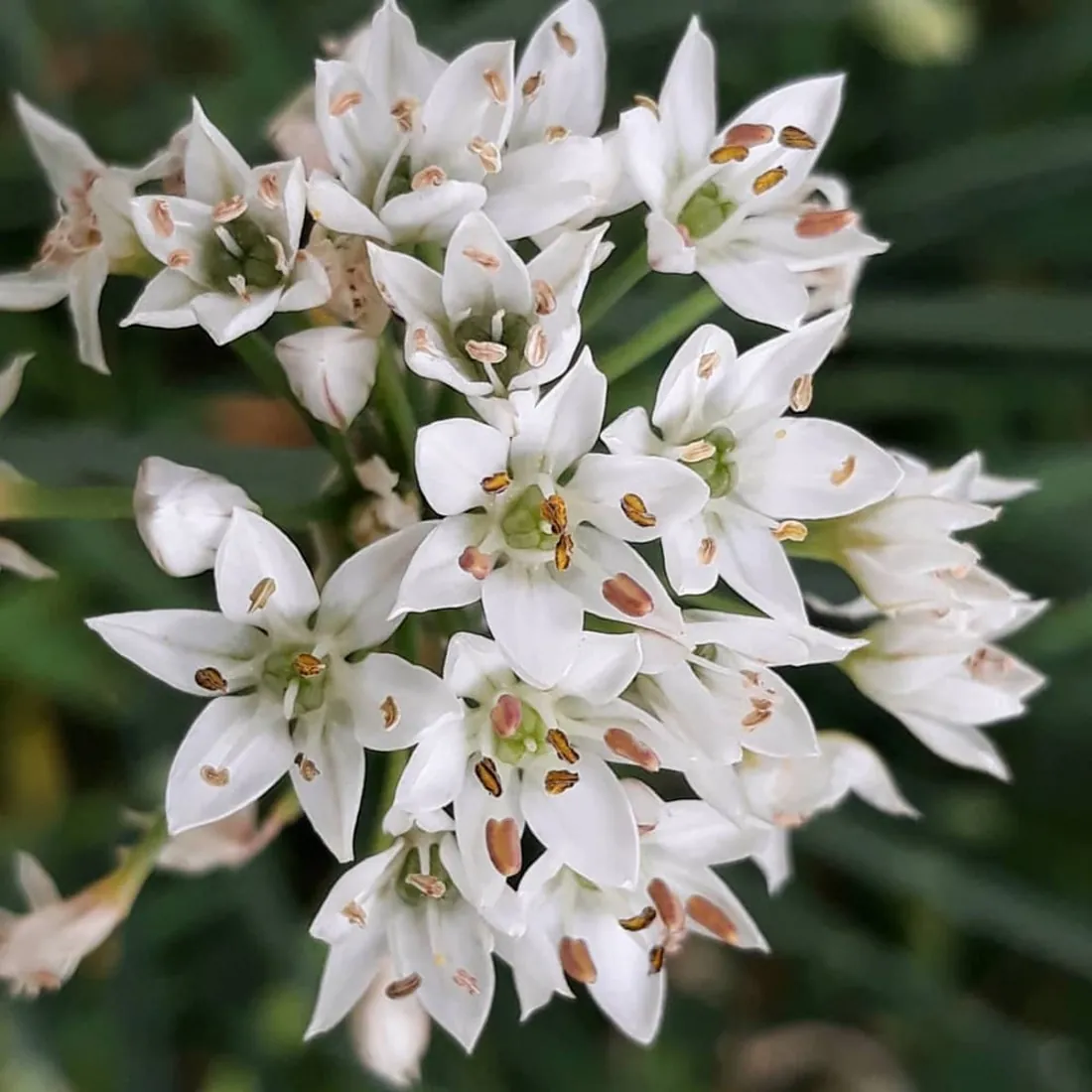 Allium Tuberosum biologico – Erba aglina – Aglio cinese lo