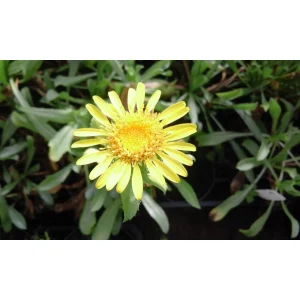 Grindelia robusta Pianta biologica