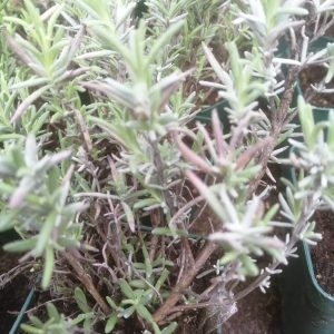 Lavandula angustifolia “Munstead”