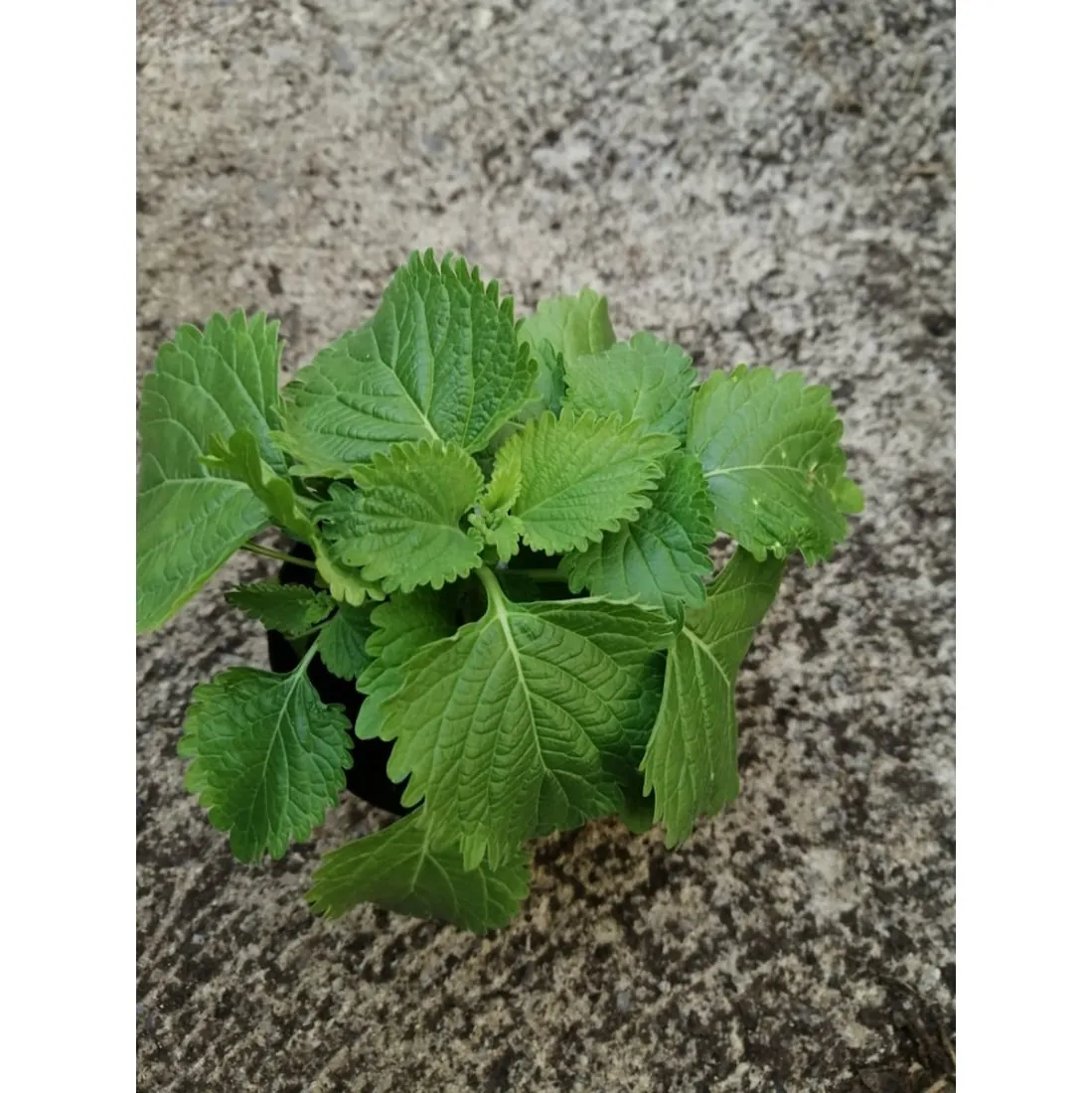 Leonotis Leonorus- Orecchie del leone Pianta biologica