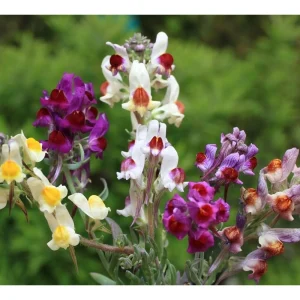 Linaria aeruginea – Ornamentale