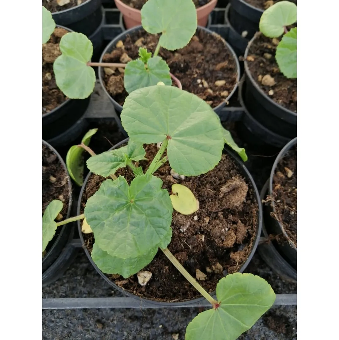MALVA REGINA – Lavatera Trimestris Pianta biologica - immagine 2