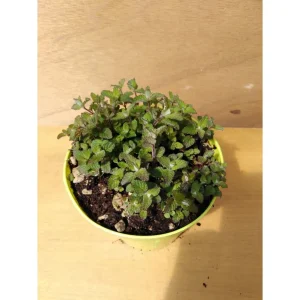 MENTA BERGAMOTTO – Mentha piperita “bergamotte”