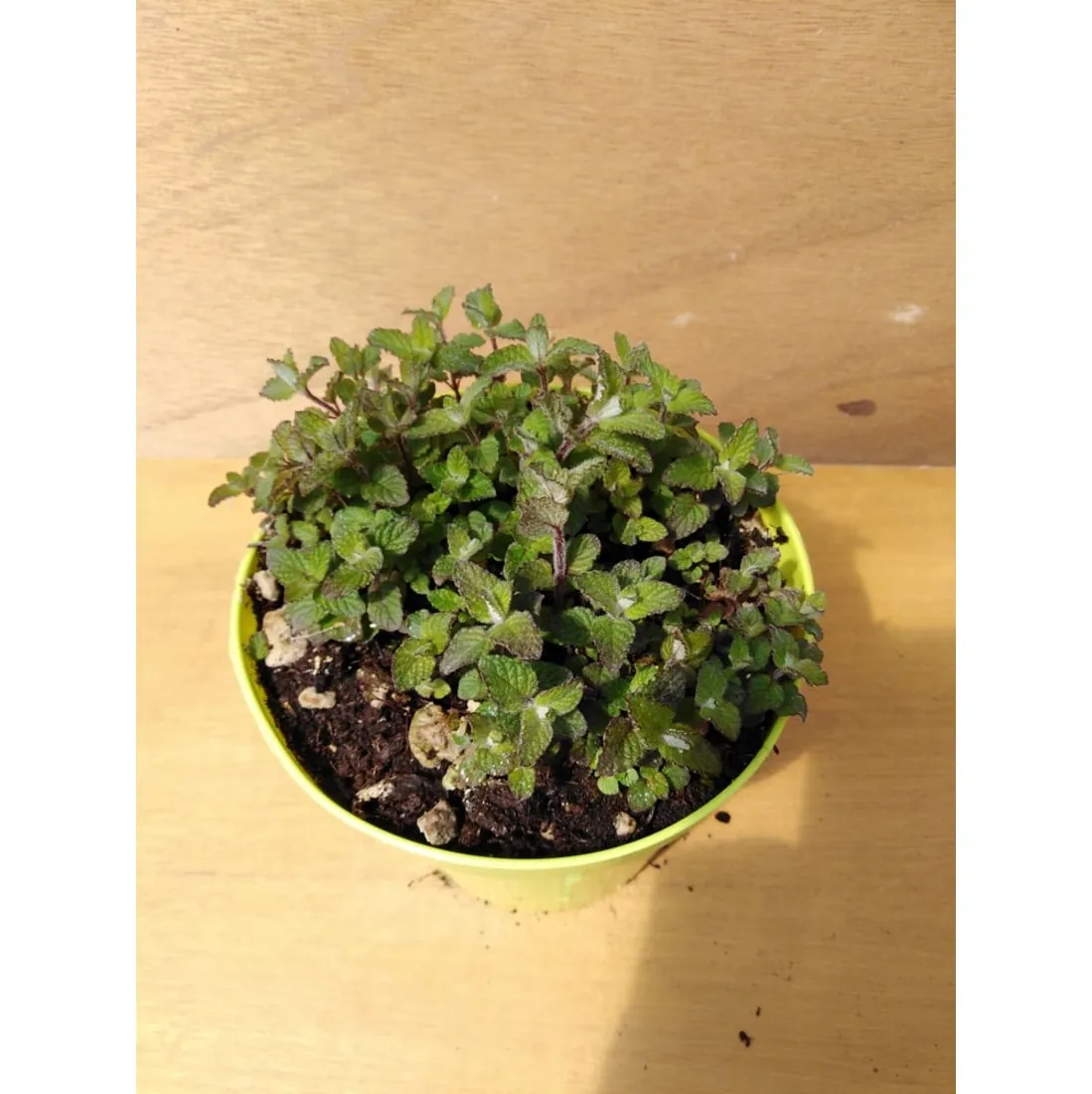 MENTA BERGAMOTTO – Mentha piperita “bergamotte”