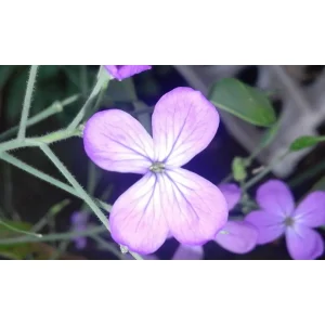 Lunaria annua – Monete del papa Pianta biologica