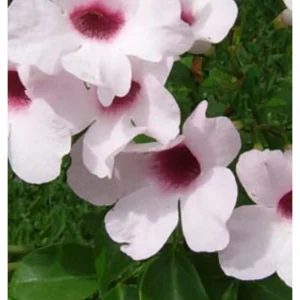 Pandorea jasminoides – rampicante ornamentale
