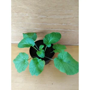 PELTARIA ALLIACEA – AGLIO CRESCIONE