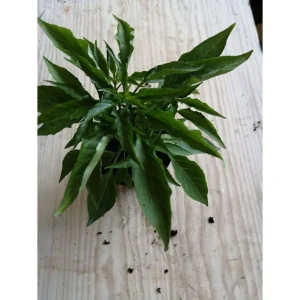 PEPERONCINO DIAVOLICCHIO Calabrese