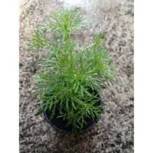 Tagete filifolia al gusto di liquirizia Pianta biologica