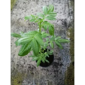 Tagetes elliptica – Chincho