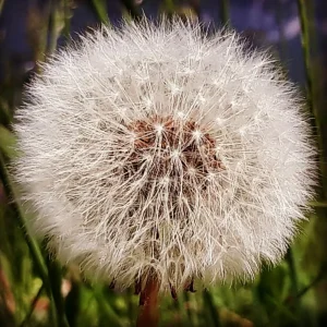 Tarassaco biologico -Taraxacum officinale