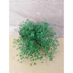 Timo serpillo – Thymus serpillum Pianta biologica